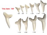 7/8" Genuine Plain Mako Shark Teeth