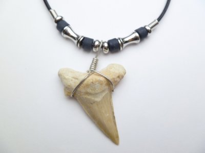 1-1/2" Moroccan Fossilized Sand Shark Teeth w/ 20" Black Beads C