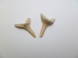 7/8" Genuine Fossillized Plain Shark Teeth