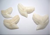 7/8" Genuine Plain Tiger Shark Teeth