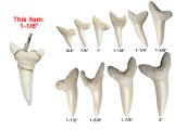 1-1/8" Wire Warpped Genuine Mako Shark Teeth