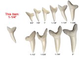 1-1/4" Genuine Plain Mako Shark Teeth