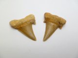 1-1/4" Genuine Fossillized Plain Shark Teeth