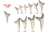 1-3/8" Genuine Plain Mako Shark Teeth