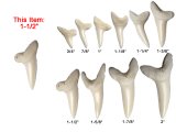 1-1/2" Genuine Plain Mako Shark Teeth