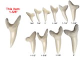 1-5/8" Genuine Plain Mako Shark Teeth