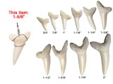 1-5/8" Wire Warpped Genuine Mako Shark Teeth