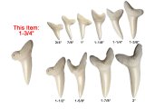 1-3/4" Genuine Plain Mako Shark Teeth