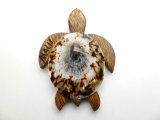 "Maui", 2" Wood Turtle w/ Limpet Shell Magnet