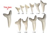 2" Genuine Plain Mako Shark Teeth