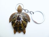 "Maui", 2" Limpet Shell Wood Turtle Keychain