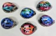 Assorted Airbrushed Cowry Shell