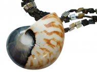 7-Nautilus Shell