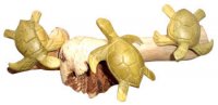 Special Order-3" Triple Wood Turtle on Parasite Wood, 30pcs/cs