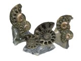 55mm-2 1/4" Double Pyritized ammonite