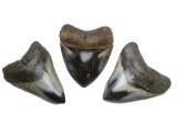 2 3/4" to 3" Magalodon fossil Shark Teeth-Polished