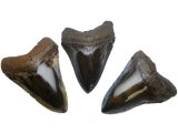 3" Magalodon fossil Shark Teeth-Polished