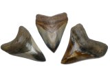 3 1/2" Magalodon fossil Shark Teeth-Polished