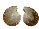 3" Fossil Ammonite Pair