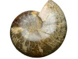 7" Fossil Ammonite Pair