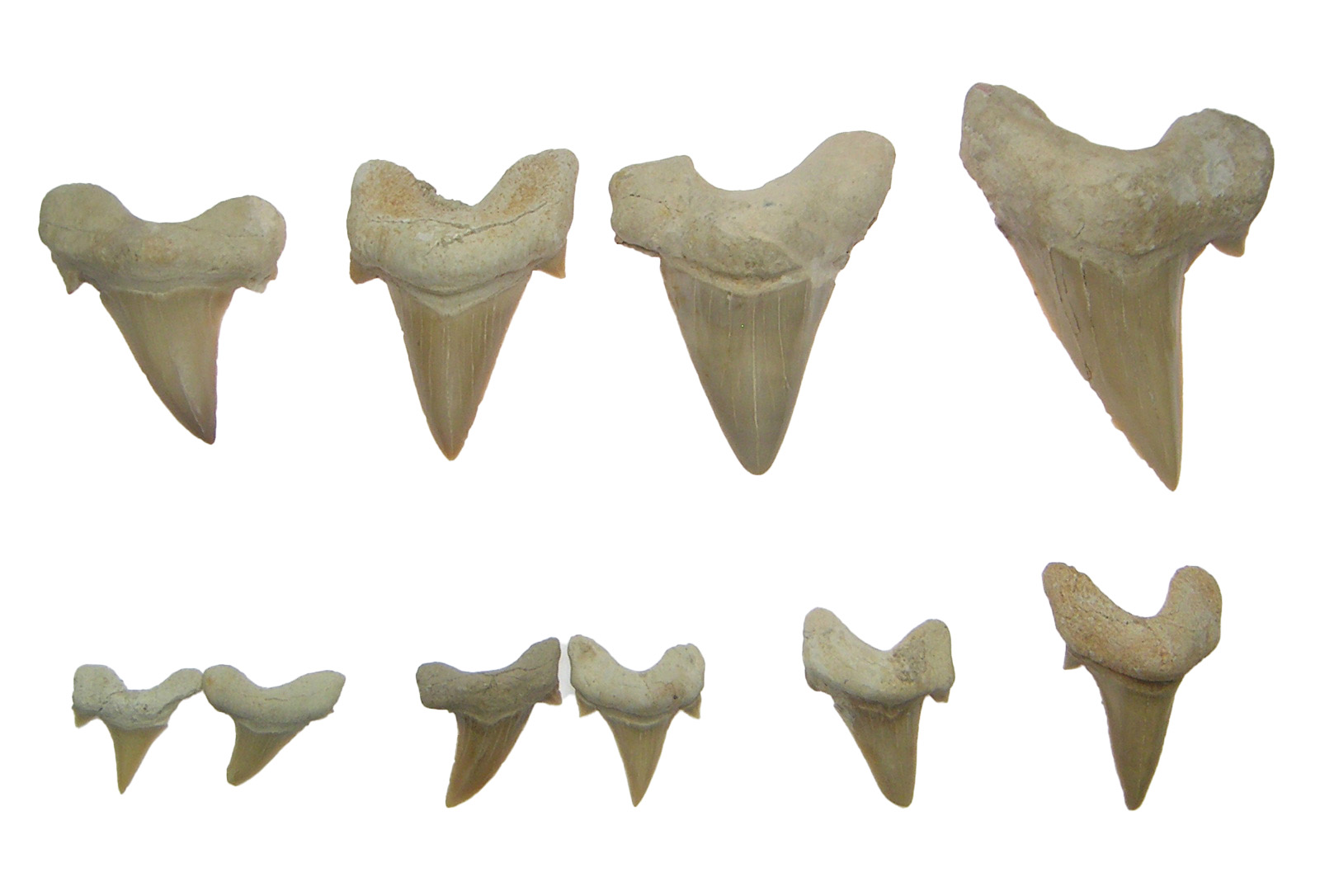 8-Large Fossilized Teeth