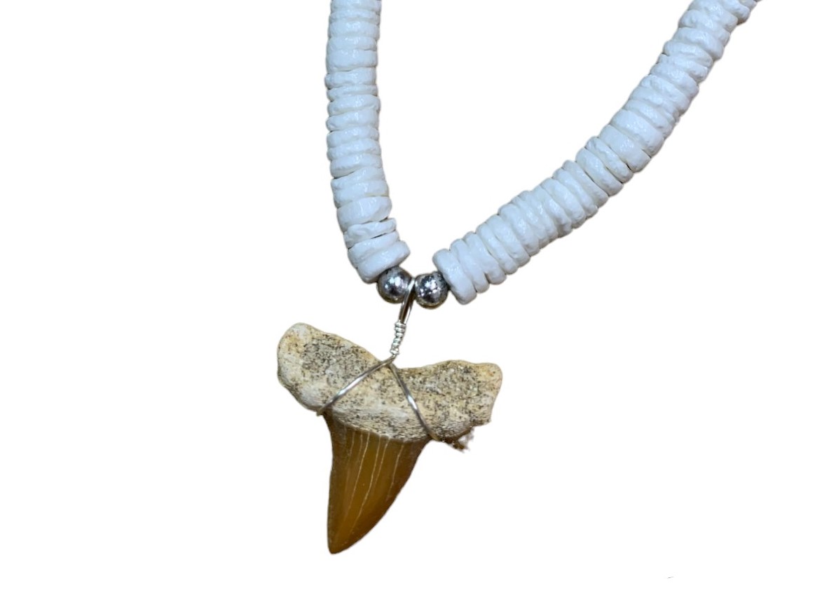 7/8' to 1'' Fossilized Moroccan shark teeth w/ 4/5mm white Clam