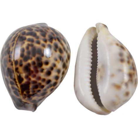 Tiger Cowry Shell