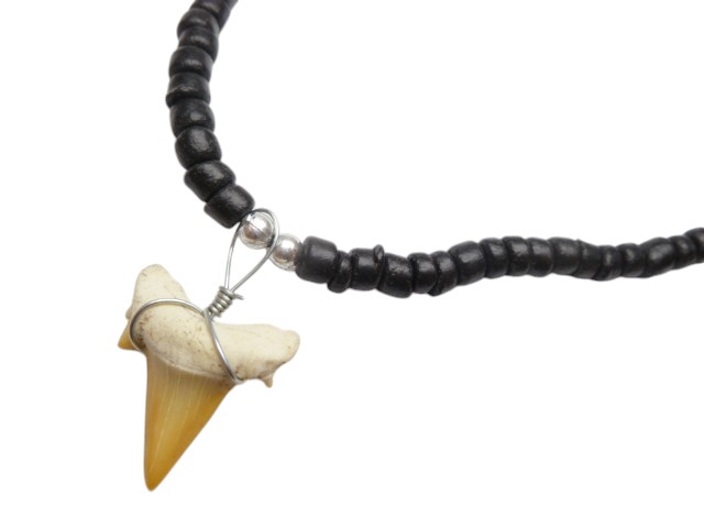 3/4" Fossilized Moroccan Shark Teeth w/ Coconut Necklace