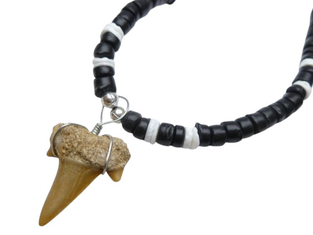 3/4" Fossilized Moroccan Shark Teeth w/ Coconut Necklace