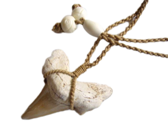 1-1/4" Moroccan Fossilized Shark Teeth on Adjustable Hemp Cord