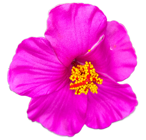 90mm Hot Pink Hibiscus Foam Flower Clip, 12/pk